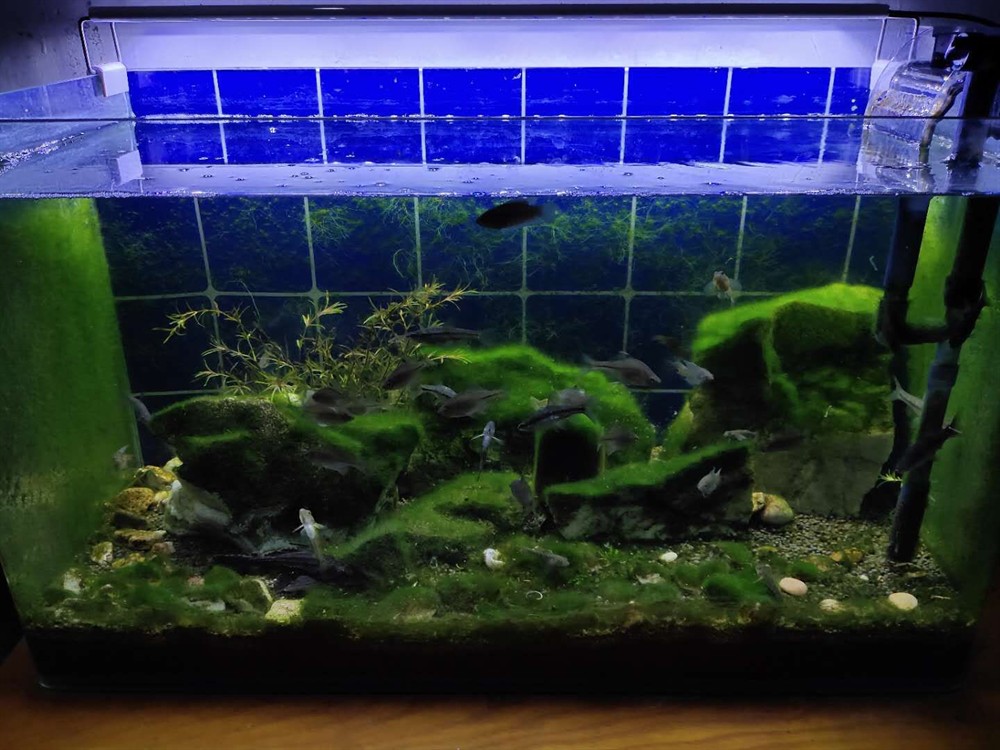補魚缸底部洞怎么補：如何修補魚缸底部洞 補魚缸底部洞怎么補：如何修補魚缸底部洞 魚缸百科 第1張