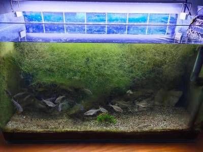 補魚缸底部洞怎么補：如何修補魚缸底部洞 補魚缸底部洞怎么補：如何修補魚缸底部洞 魚缸百科 第3張
