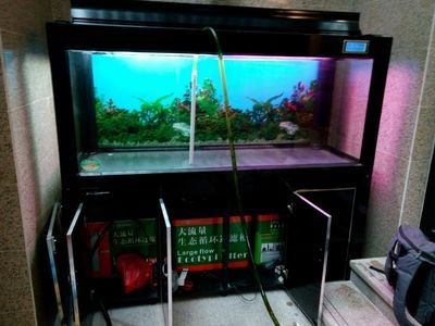補魚缸底部洞怎么補：如何修補魚缸底部洞 補魚缸底部洞怎么補：如何修補魚缸底部洞 魚缸百科 第4張