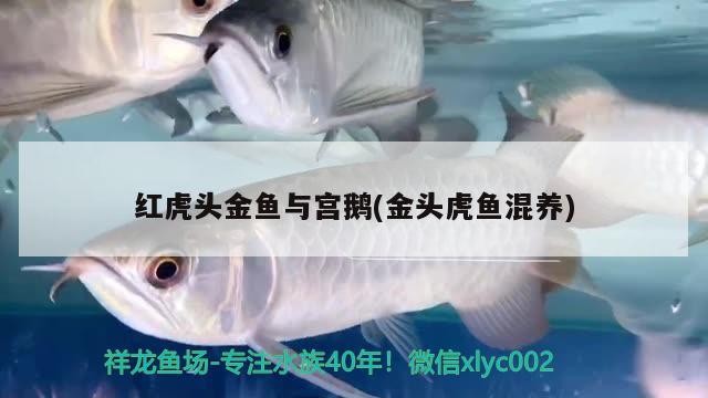 紅虎頭金魚與宮鵝(金頭虎魚混養)