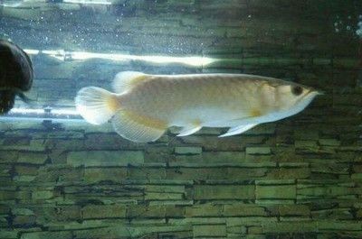 帶蓋魚缸和不帶蓋：帶蓋魚缸與不帶蓋魚缸的區別