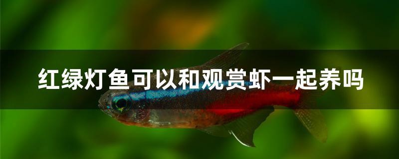 紅綠燈魚(yú)可以和觀賞蝦一起養(yǎng)嗎