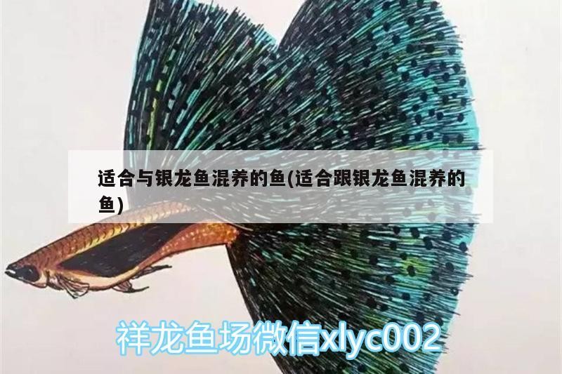 適合與銀龍魚混養的魚(適合跟銀龍魚混養的魚)