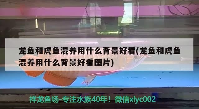 龍魚和虎魚混養用什么背景好看(龍魚和虎魚混養用什么背景好看圖片) 龍魚和虎魚混養用什么背景好看(龍魚和虎魚混養用什么背景好看圖片) 虎魚百科