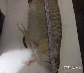 龍魚肚子發白什么原因
