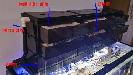 日本金魚在日本金魚的寓意是什么，魚在日本的寓意是什么，日本合金金魚的寓意