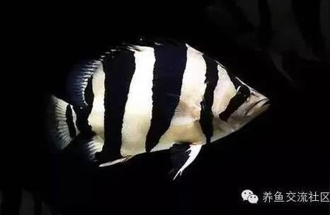 黃金河虎魚:虎魚可以用純凈水養嗎 黃金河虎魚:虎魚可以用純凈水養嗎 虎魚百科 第2張