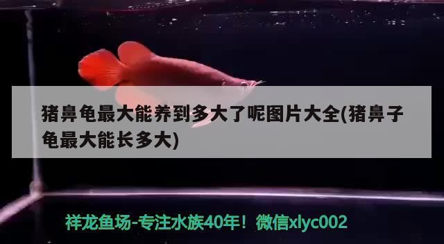 豬鼻龜最大能養(yǎng)到多大了呢圖片大全(豬鼻子龜最大能長(zhǎng)多大)