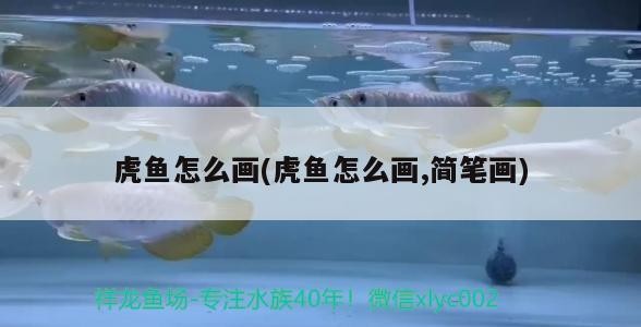 虎魚怎么畫(虎魚怎么畫,簡筆畫)