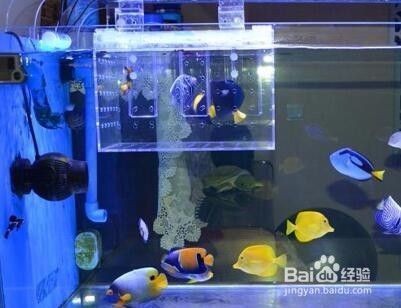 大魚缸底部贓怎么清理：大魚缸底部的贓物清理方法是幾種清理大魚缸底部贓物的方法