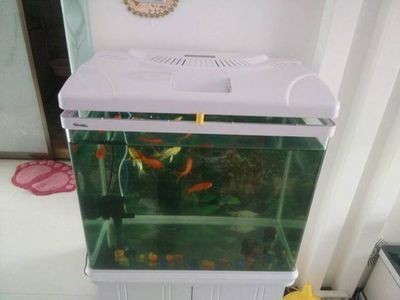 1.8米魚缸養(yǎng)多少錦鯉魚：1.8米魚缸養(yǎng)多少錦鯉
