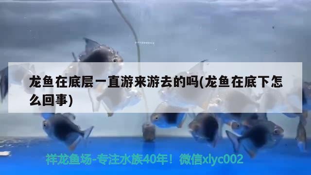 龍魚在底層一直游來游去的嗎(龍魚在底下怎么回事) 龍魚在底層一直游來游去的嗎(龍魚在底下怎么回事) 豬鼻龜百科