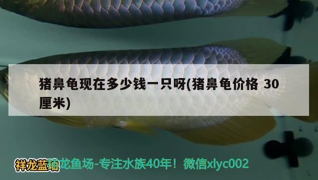 豬鼻龜現在多少錢一只呀(豬鼻龜價格30厘米) 豬鼻龜現在多少錢一只呀(豬鼻龜價格30厘米) 豬鼻龜百科