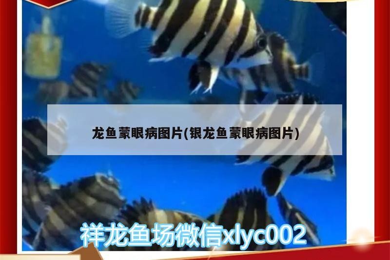 龍魚蒙眼病圖片(銀龍魚蒙眼病圖片)