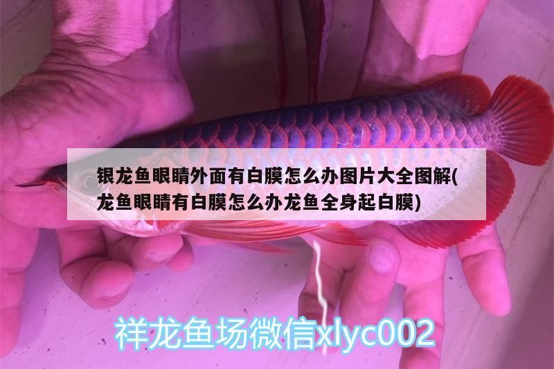 龍魚干蝦有營養(yǎng)嗎 銀龍魚眼睛外面有白膜怎么辦圖片大全圖解(龍魚眼睛有白膜怎么辦龍魚全身起白膜) 銀龍魚百科 銀龍魚眼睛外面有白膜怎么辦圖片大全圖解(龍魚眼睛有白膜怎么辦龍魚全身起白膜) 銀龍魚眼睛外面有白膜怎么辦圖片大全圖解(龍魚眼睛有白膜怎么辦龍魚全身起白膜) 銀龍魚百科