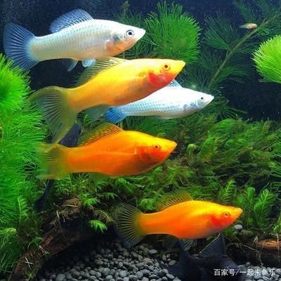 成品魚缸推薦：如何選擇合適的成品魚缸