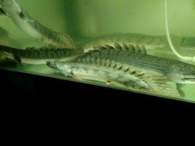 帝王三間魚(yú)能長(zhǎng)多大（關(guān)于帝王三間魚(yú)生長(zhǎng)能力的詳細(xì)介紹：帝王三間魚(yú)的生長(zhǎng)能力） 帝王三間魚(yú)能長(zhǎng)多大（關(guān)于帝王三間魚(yú)生長(zhǎng)能力的詳細(xì)介紹：帝王三間魚(yú)的生長(zhǎng)能力） 銀龍魚(yú)百科 第3張