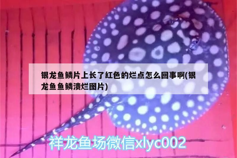 銀龍魚鱗片上長(zhǎng)了紅色的爛點(diǎn)怎么回事啊(銀龍魚魚鱗潰爛圖片)