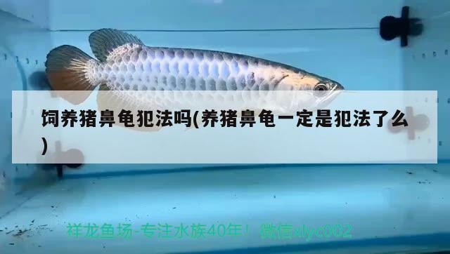 飼養(yǎng)豬鼻龜犯法嗎(養(yǎng)豬鼻龜一定是犯法了么)