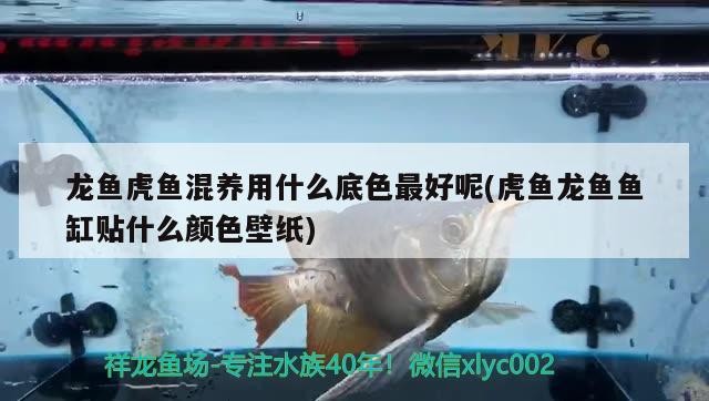龍魚虎魚混養用什么底色最好呢(虎魚龍魚魚缸貼什么顏色壁紙)