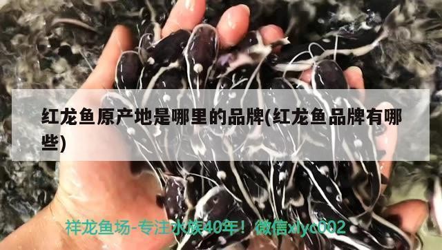 紅龍魚能長到多少厘米（紅龍魚能長到多少厘米呢）