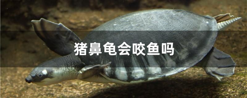 豬鼻龜會咬魚嗎