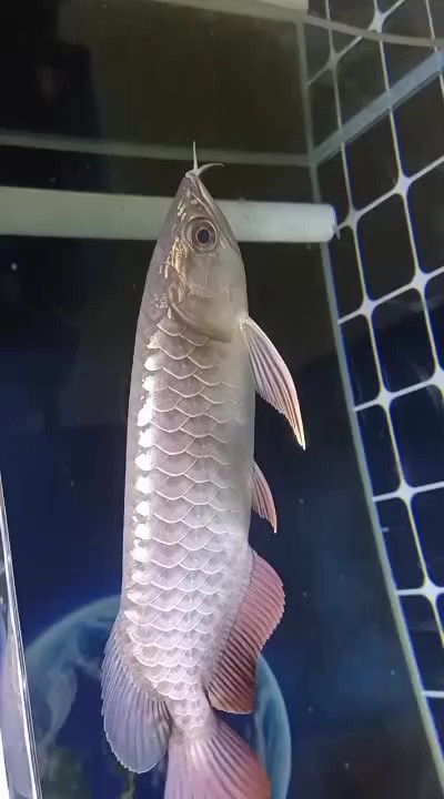 魚友們  這一天燈得開多少個小時，可以讓更好的發色