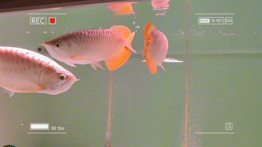 魚(yú)缸用增氧泵價(jià)格是多少:魚(yú)缸增氧機(jī)-xtrac增氧機(jī)-xtrac增氧機(jī) 龍巔圈選紅龍成長(zhǎng)記(6)89 龍魚(yú)論壇 龍巔圈選紅龍成長(zhǎng)記(6)89 龍巔圈選紅龍成長(zhǎng)記(6)89 龍魚(yú)論壇