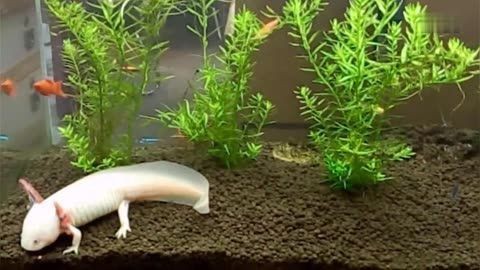 紅龍魚趴缸是什么原因造成的（紅龍魚趴缸是什么原因造成的呢） 紅龍魚趴缸是什么原因造成的（紅龍魚趴缸是什么原因造成的呢） 紅龍魚百科
