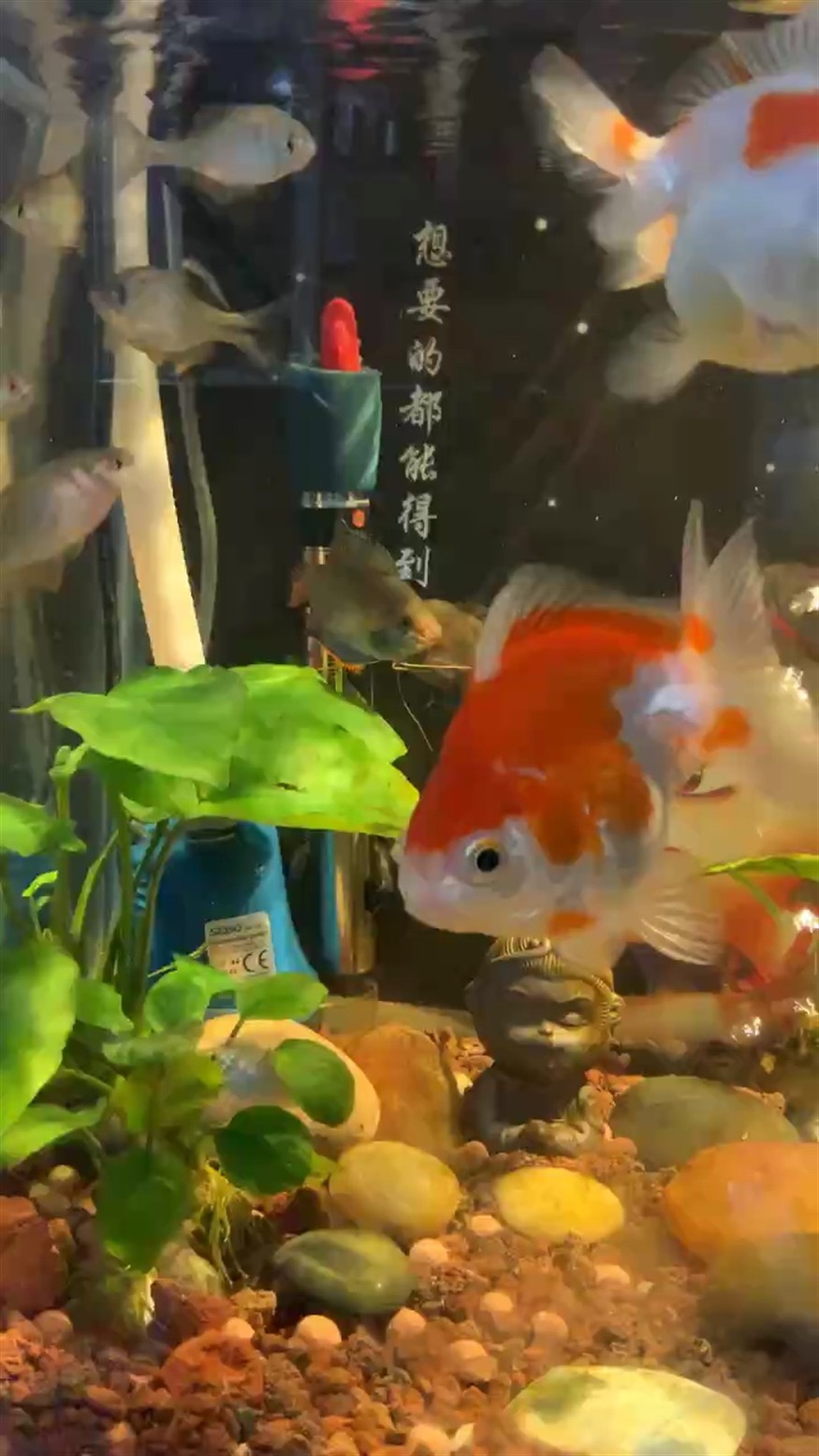 晚上好，這兩貨又打架 晚上好，這兩貨又打架 龍魚論壇