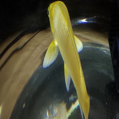 短短的小虎 短短的小虎 虎魚百科