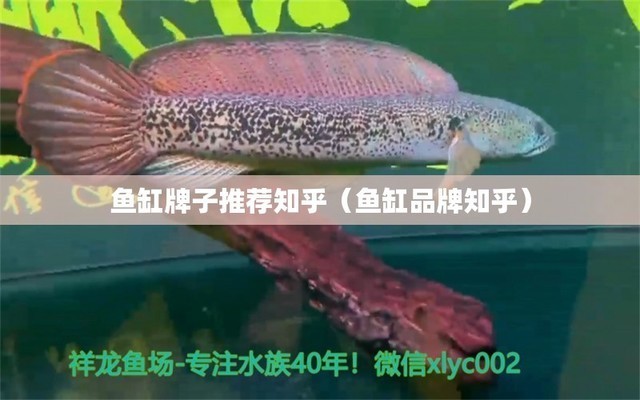 紅龍魚的正確飼養方法視頻教程（紅龍魚的正確飼養方法視頻教程全集） 紅龍魚的正確飼養方法視頻教程（紅龍魚的正確飼養方法視頻教程全集） 紅龍魚百科