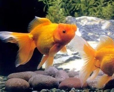 紅龍吃小金魚好嗎_