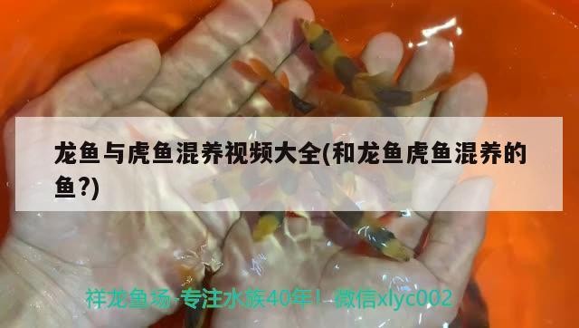 龍魚與虎魚混養(yǎng)視頻大全(和龍魚虎魚混養(yǎng)的魚?) 龍魚與虎魚混養(yǎng)視頻大全(和龍魚虎魚混養(yǎng)的魚?) 虎魚百科