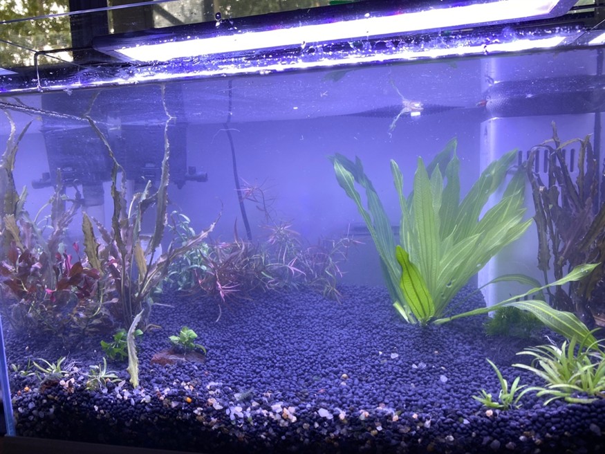 翻缸中 翻缸中 龍魚論壇