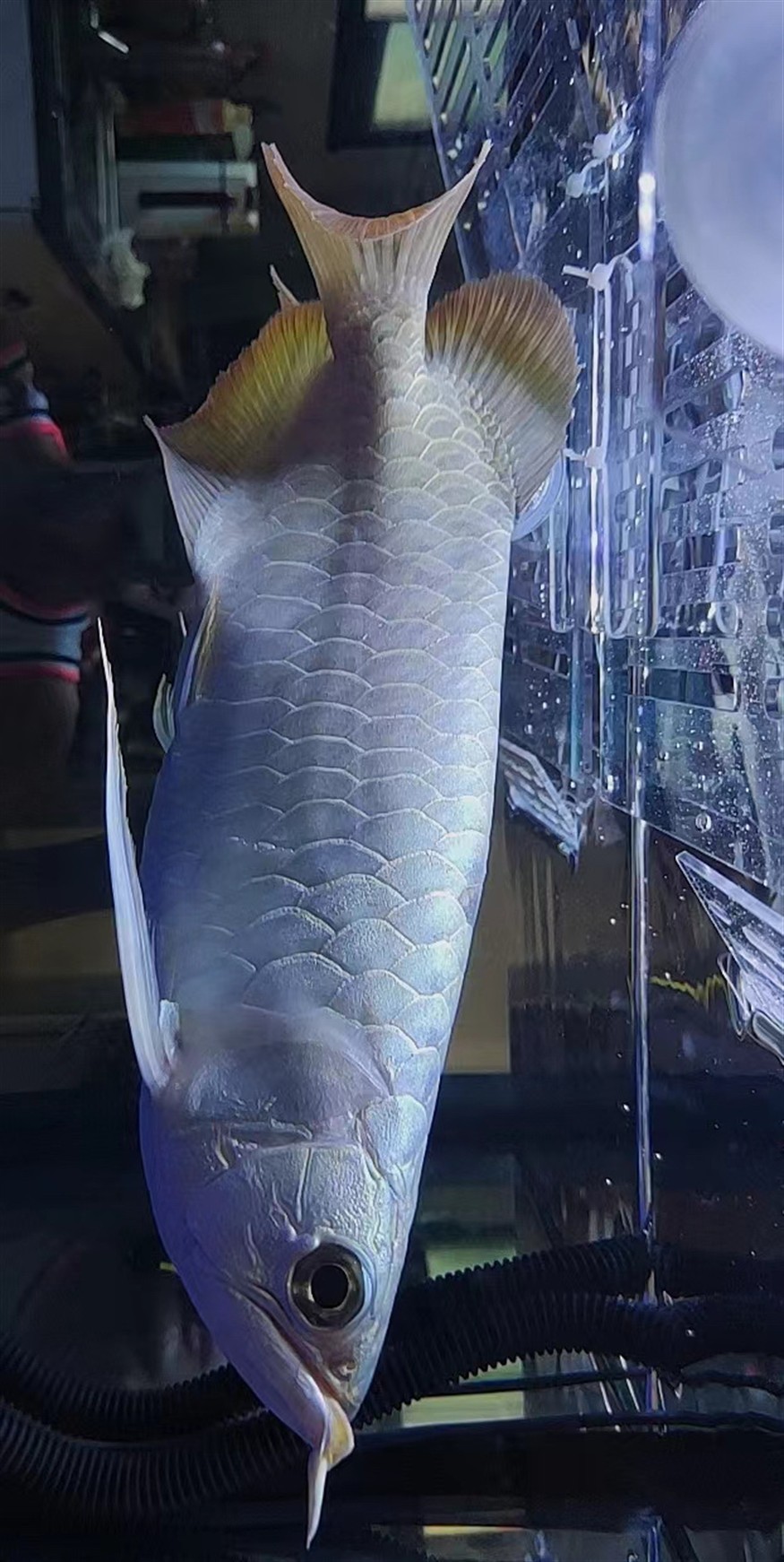 是龍魚(yú)還是號(hào)半