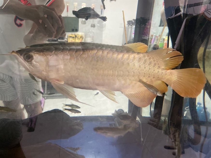 是龍魚(yú)還是號(hào)半