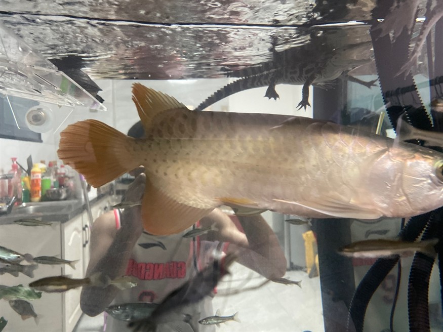 是龍魚(yú)還是號(hào)半