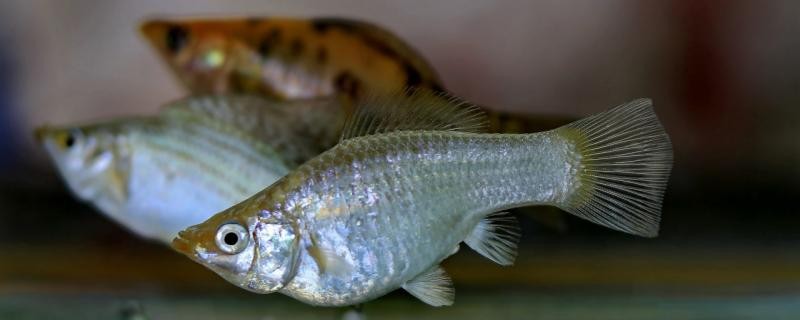 瑪麗魚是胎生魚還是卵生魚一胎生多少小魚