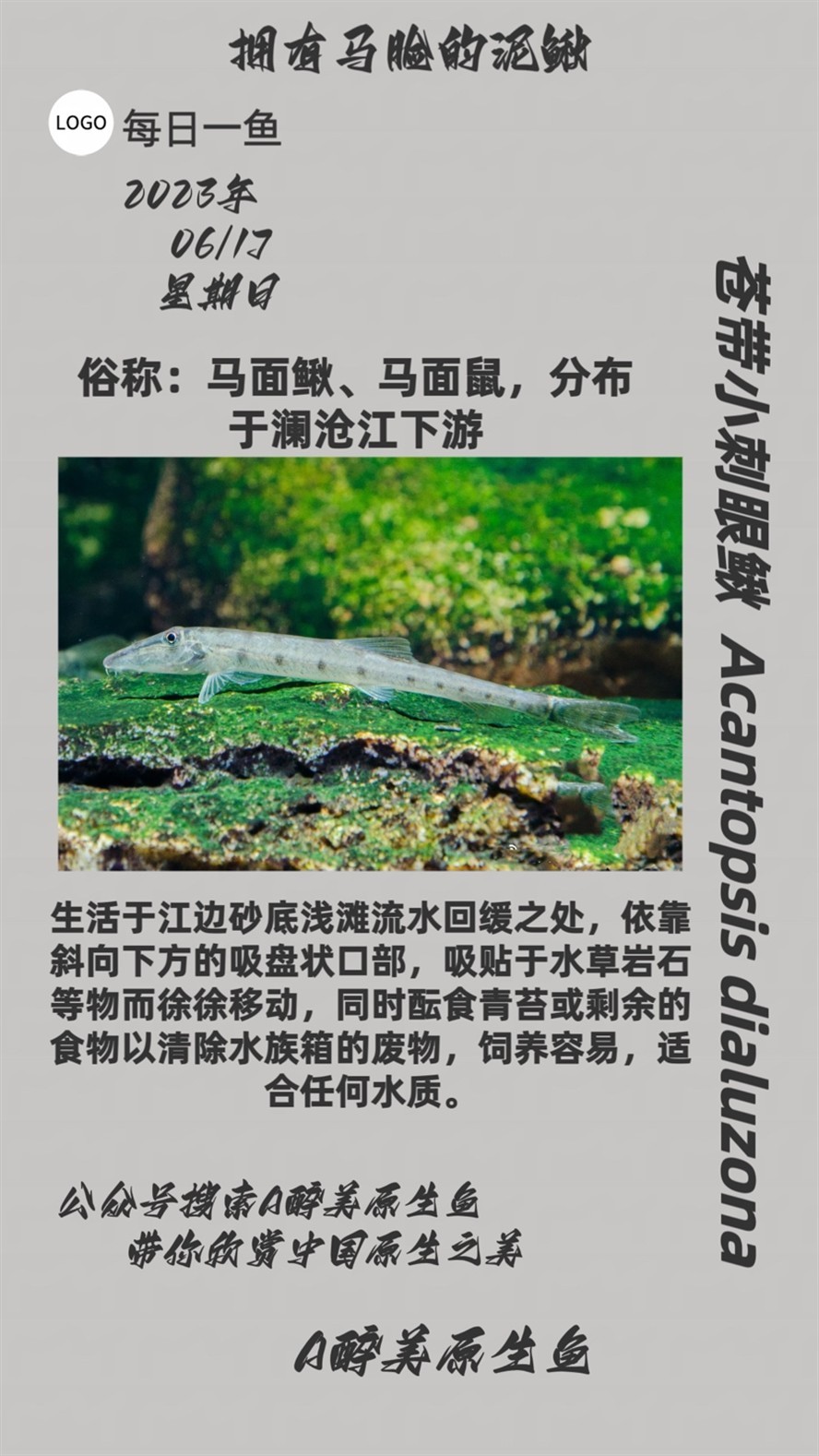 蒼帶小刺眼鰍