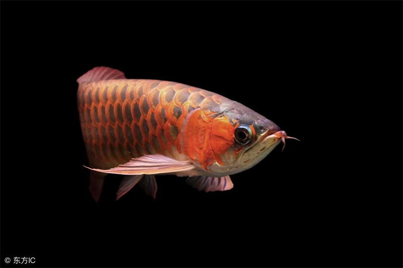 龍魚吃什么增色快又好養(yǎng) 龍魚吃什么增色快又好養(yǎng) 龍魚百科 第1張