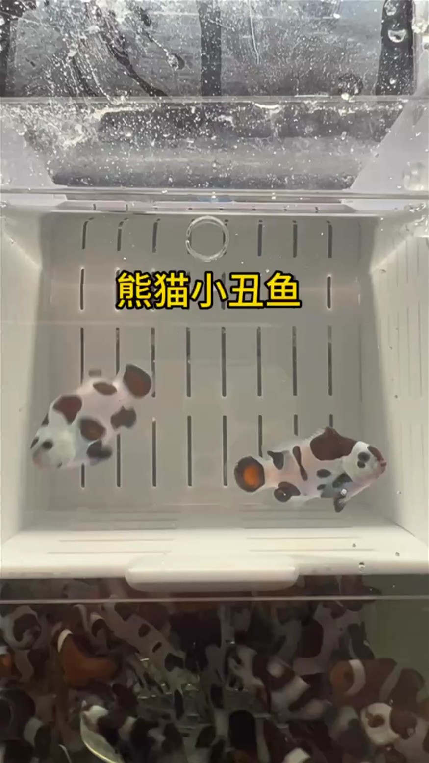 熊貓小丑魚