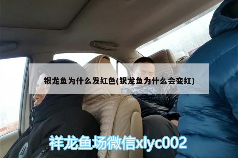銀龍魚為什么發紅色(銀龍魚為什么會變紅)