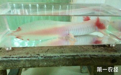 家里龍魚養幾條最好 家里龍魚養幾條最好 龍魚百科 第1張
