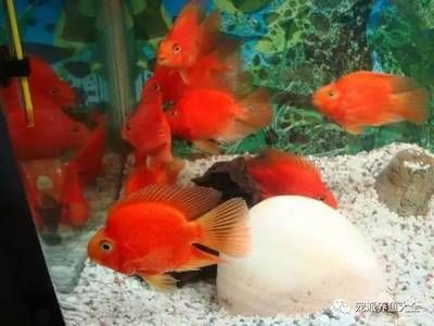 1.8米魚缸養多少條發財魚：1.8米魚缸養多少條發財魚1.8米魚缸養多少條發財魚