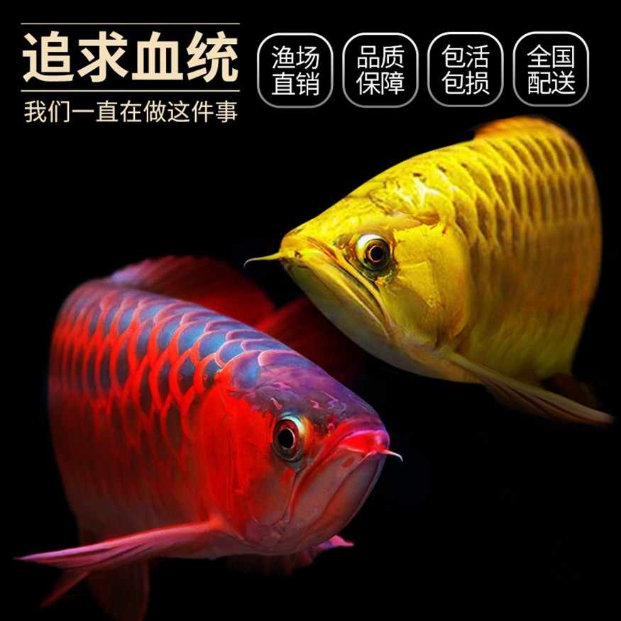 進冰箱