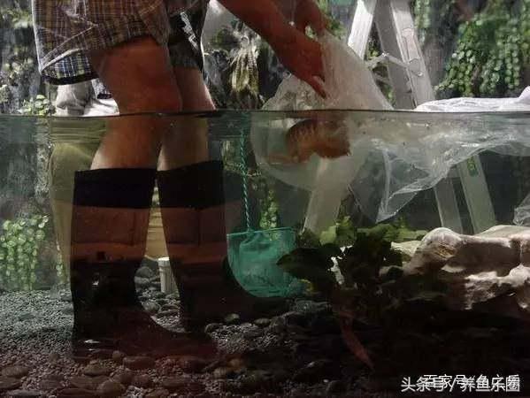 大魚缸養(yǎng)什么魚好看便宜又實惠：什么樣的魚適合大魚缸養(yǎng)殖