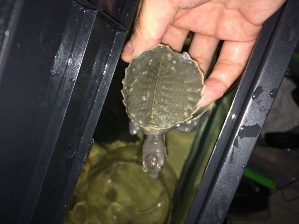 養一只豬鼻龜：養豬鼻龜的技巧