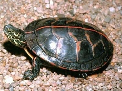 養一只豬鼻龜：養豬鼻龜的技巧