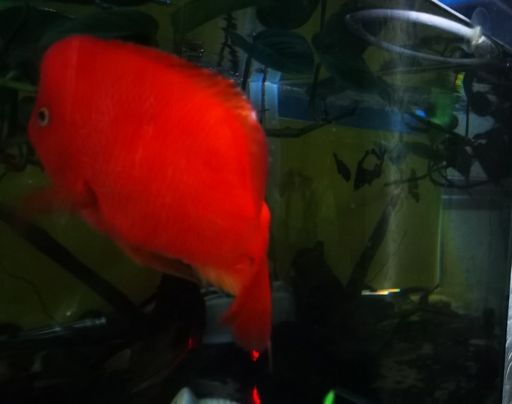 紅紅火火！ 紅紅火火！ 龍魚(yú)論壇 第2張